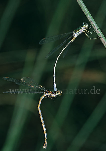 Kleine Binsenjungfer (Lestes virens)