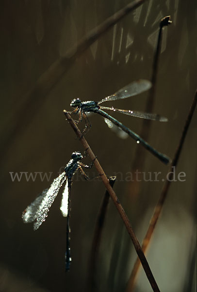 Kleine Binsenjungfer (Lestes virens)