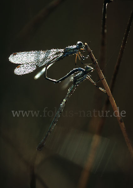 Kleine Binsenjungfer (Lestes virens)