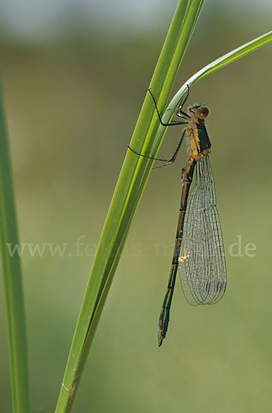 Kleine Binsenjungfer (Lestes virens)