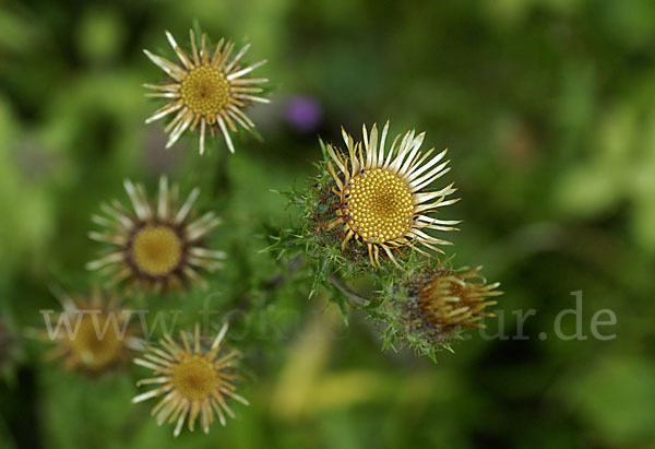 Kleine Eberwurz (Carlina vulgaris)