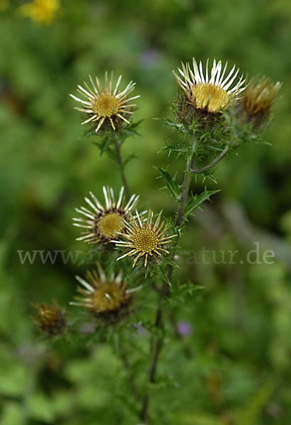 Kleine Eberwurz (Carlina vulgaris)