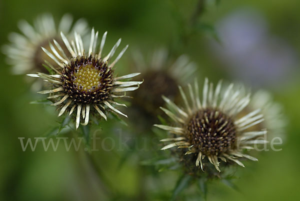 Kleine Eberwurz (Carlina vulgaris)