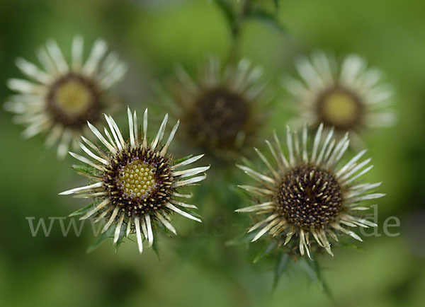 Kleine Eberwurz (Carlina vulgaris)