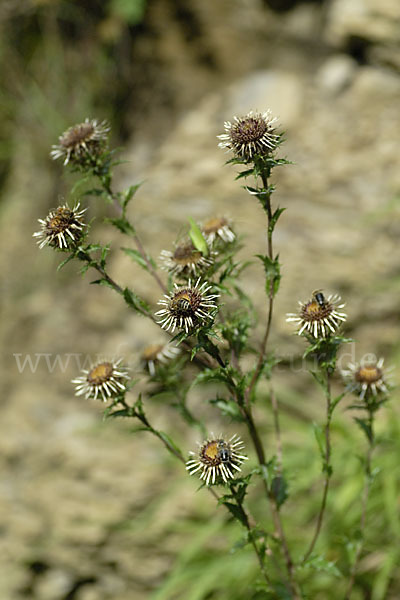 Kleine Eberwurz (Carlina vulgaris)