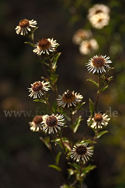 Kleine Eberwurz (Carlina vulgaris)