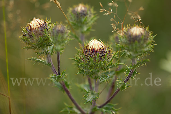 Kleine Eberwurz (Carlina vulgaris)