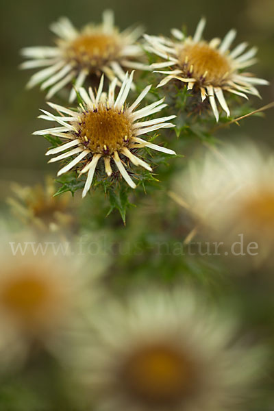 Kleine Eberwurz (Carlina vulgaris)