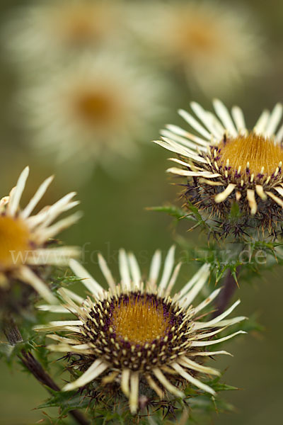 Kleine Eberwurz (Carlina vulgaris)