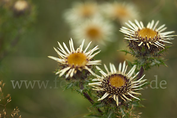 Kleine Eberwurz (Carlina vulgaris)