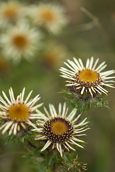 Kleine Eberwurz (Carlina vulgaris)