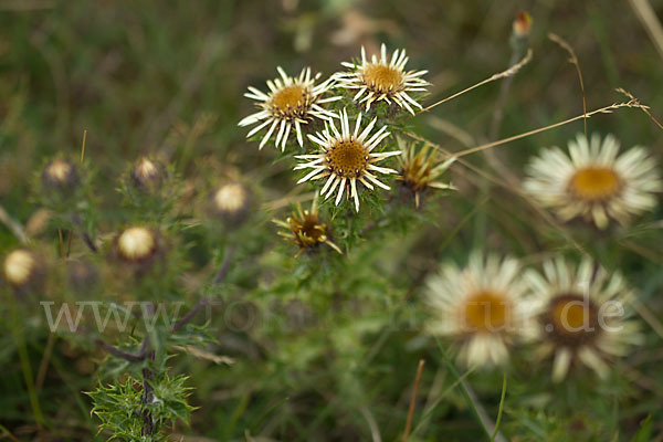 Kleine Eberwurz (Carlina vulgaris)