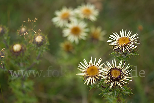 Kleine Eberwurz (Carlina vulgaris)