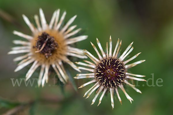 Kleine Eberwurz (Carlina vulgaris)