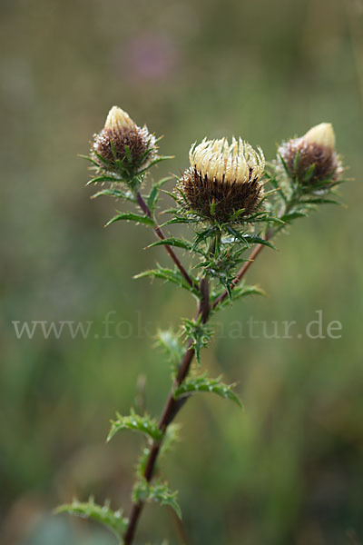 Kleine Eberwurz (Carlina vulgaris)