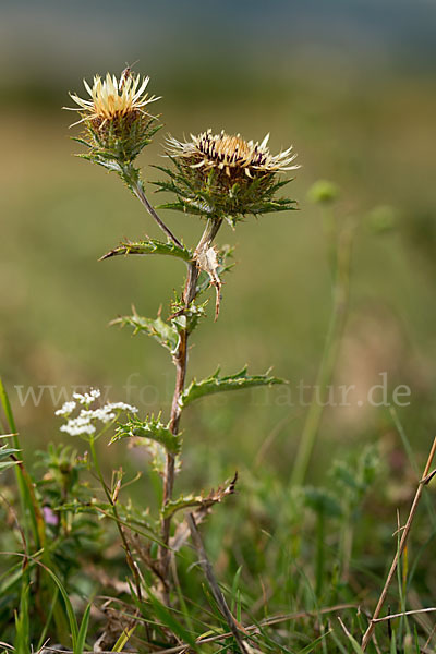 Kleine Eberwurz (Carlina vulgaris)