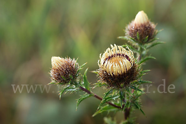 Kleine Eberwurz (Carlina vulgaris)