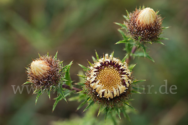 Kleine Eberwurz (Carlina vulgaris)