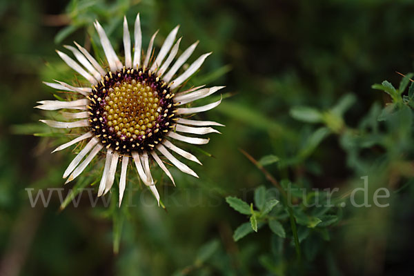 Kleine Eberwurz (Carlina vulgaris)