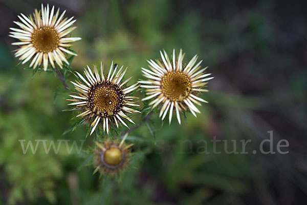 Kleine Eberwurz (Carlina vulgaris)