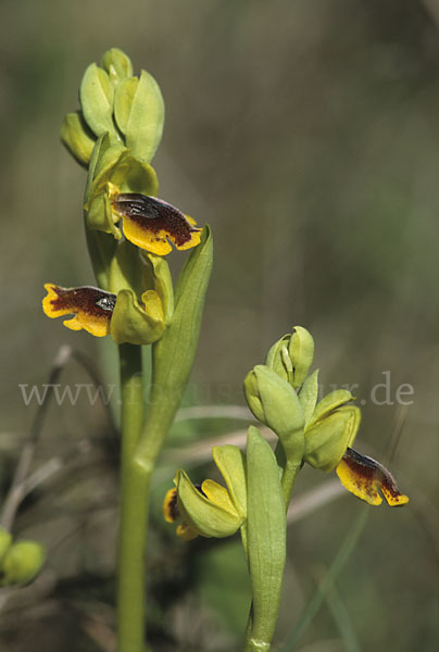 Kleine Gelbe Ragwurz (Ophrys lutea minor)