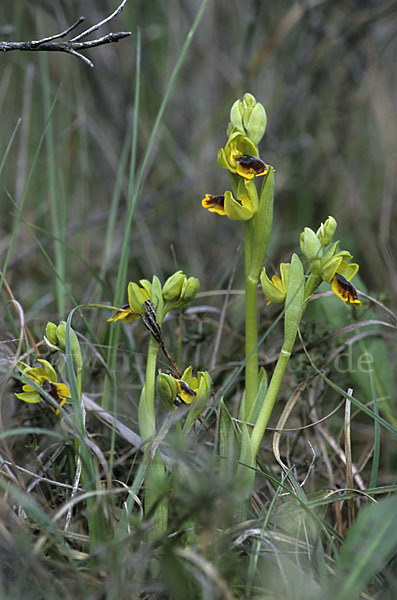 Kleine Gelbe Ragwurz (Ophrys lutea minor)