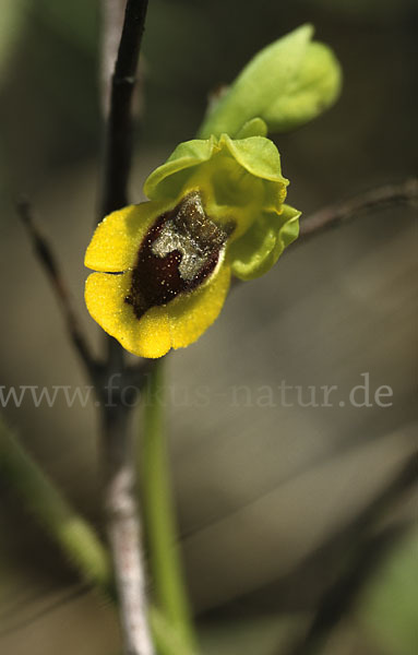 Kleine Gelbe Ragwurz (Ophrys lutea minor)