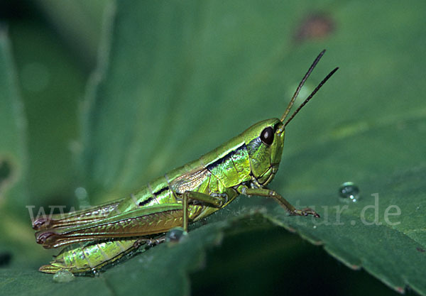 Kleine Goldschrecke (Chrysochraon brachyptera)