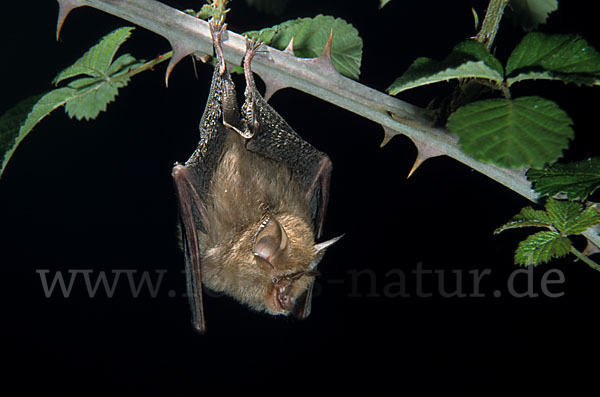 Kleine Hufeisennase (Rhinolophus hipposideros)