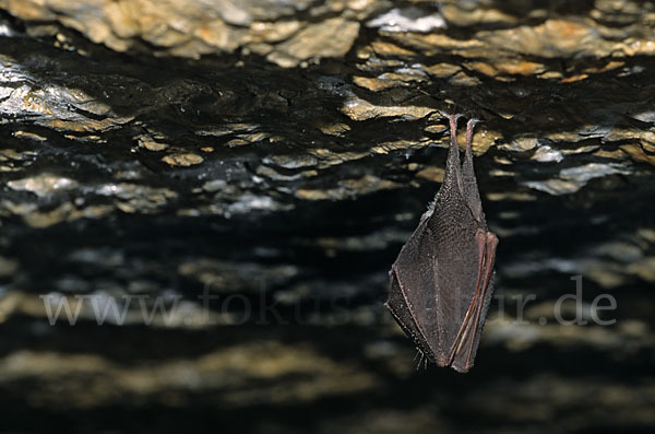 Kleine Hufeisennase (Rhinolophus hipposideros)