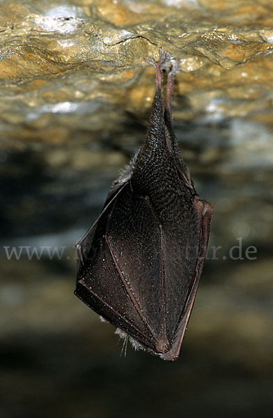 Kleine Hufeisennase (Rhinolophus hipposideros)