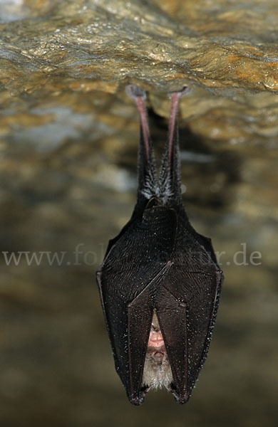 Kleine Hufeisennase (Rhinolophus hipposideros)