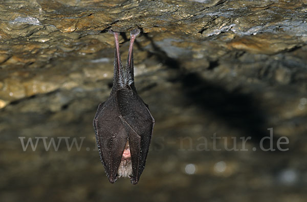 Kleine Hufeisennase (Rhinolophus hipposideros)