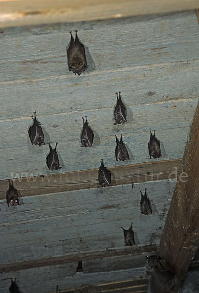 Kleine Hufeisennase (Rhinolophus hipposideros)