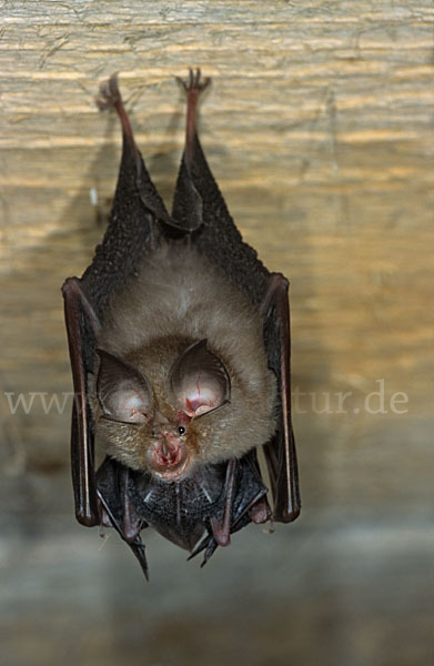 Kleine Hufeisennase (Rhinolophus hipposideros)