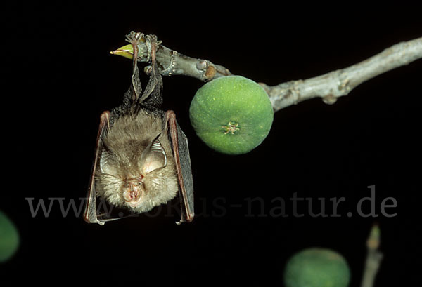 Kleine Hufeisennase (Rhinolophus hipposideros)