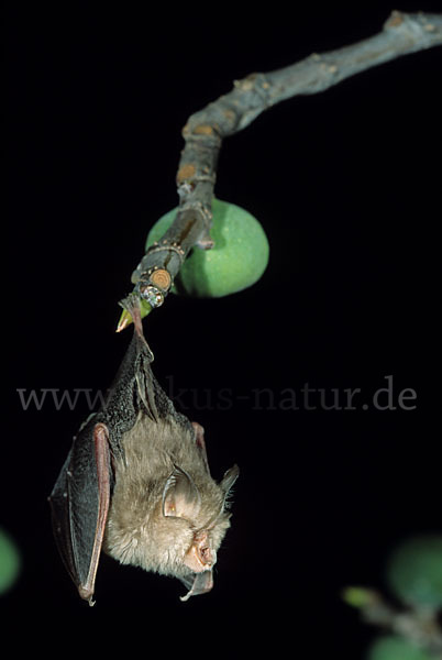 Kleine Hufeisennase (Rhinolophus hipposideros)