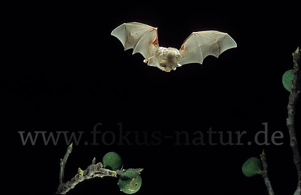 Kleine Hufeisennase (Rhinolophus hipposideros)