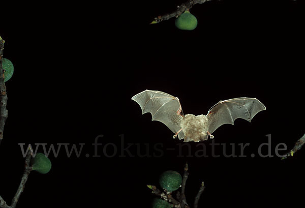 Kleine Hufeisennase (Rhinolophus hipposideros)