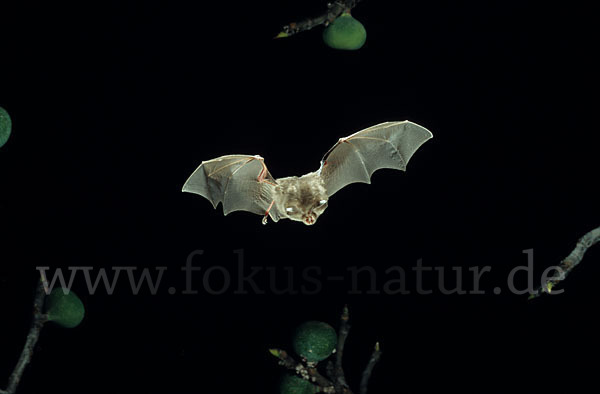 Kleine Hufeisennase (Rhinolophus hipposideros)