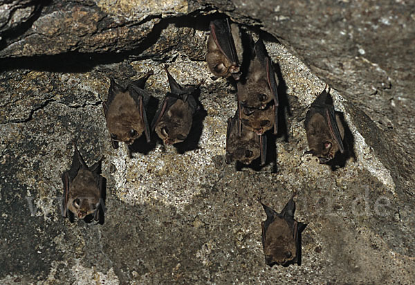 Kleine Hufeisennase (Rhinolophus hipposideros)