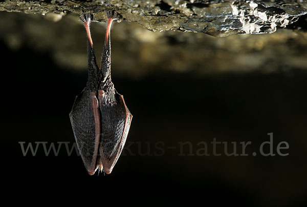 Kleine Hufeisennase (Rhinolophus hipposideros)