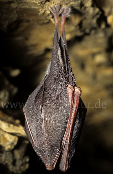 Kleine Hufeisennase (Rhinolophus hipposideros)