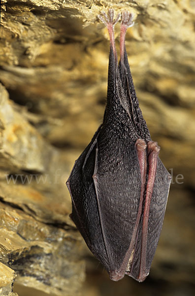 Kleine Hufeisennase (Rhinolophus hipposideros)