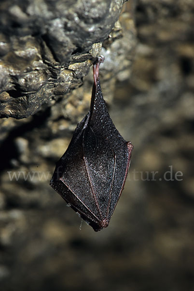 Kleine Hufeisennase (Rhinolophus hipposideros)