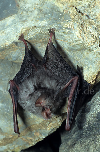 Kleine Hufeisennase (Rhinolophus hipposideros)