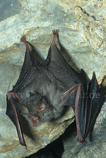 Kleine Hufeisennase (Rhinolophus hipposideros)