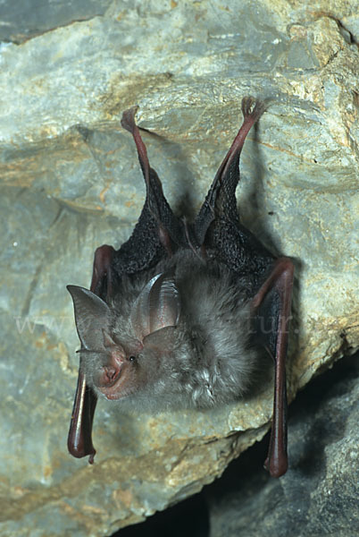 Kleine Hufeisennase (Rhinolophus hipposideros)