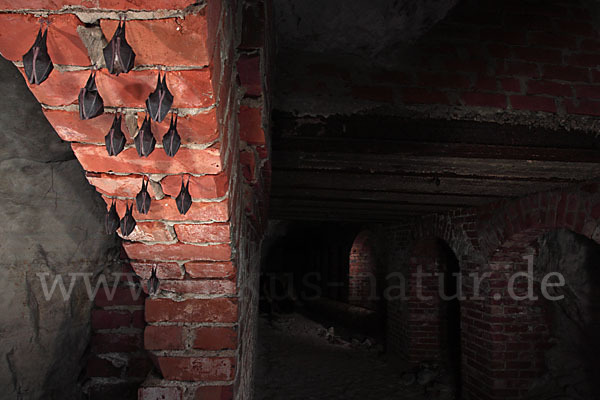 Kleine Hufeisennase (Rhinolophus hipposideros)