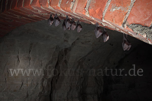 Kleine Hufeisennase (Rhinolophus hipposideros)